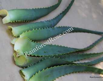 Fresh Cut leaves organic Aloe Arborescens medicinal medicine healing succulent therapeutic plants