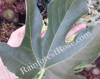 May include: A large, dark green fig leaf with prominent veins is held up. The leaf has a distinctive lobed shape. The text "RainforestRose.com" is printed on the leaf in white. Other plants are visible in the background.