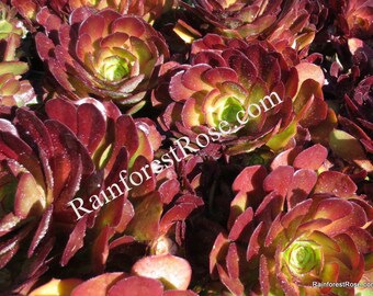 Six Aeonium Catlin cuttings burgundy red green center similar to Aeonium ixtlahuacan Cactus Succulents plants
