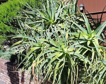 May include: A large green aloe plant with long, spiky leaves growing against a brick wall.