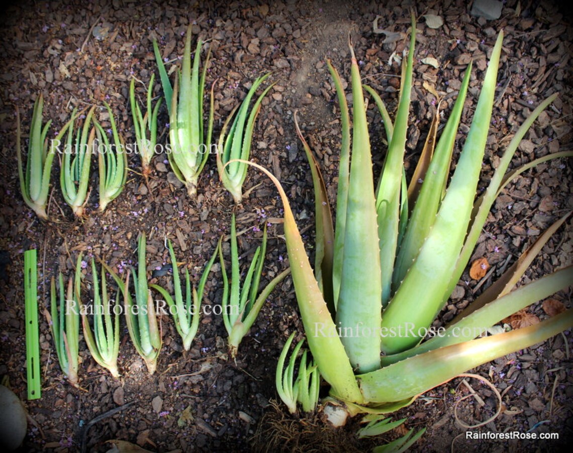 One 1 Small Fat Leaf Aloe Vera Miller Plant for sale Aloe Etsy