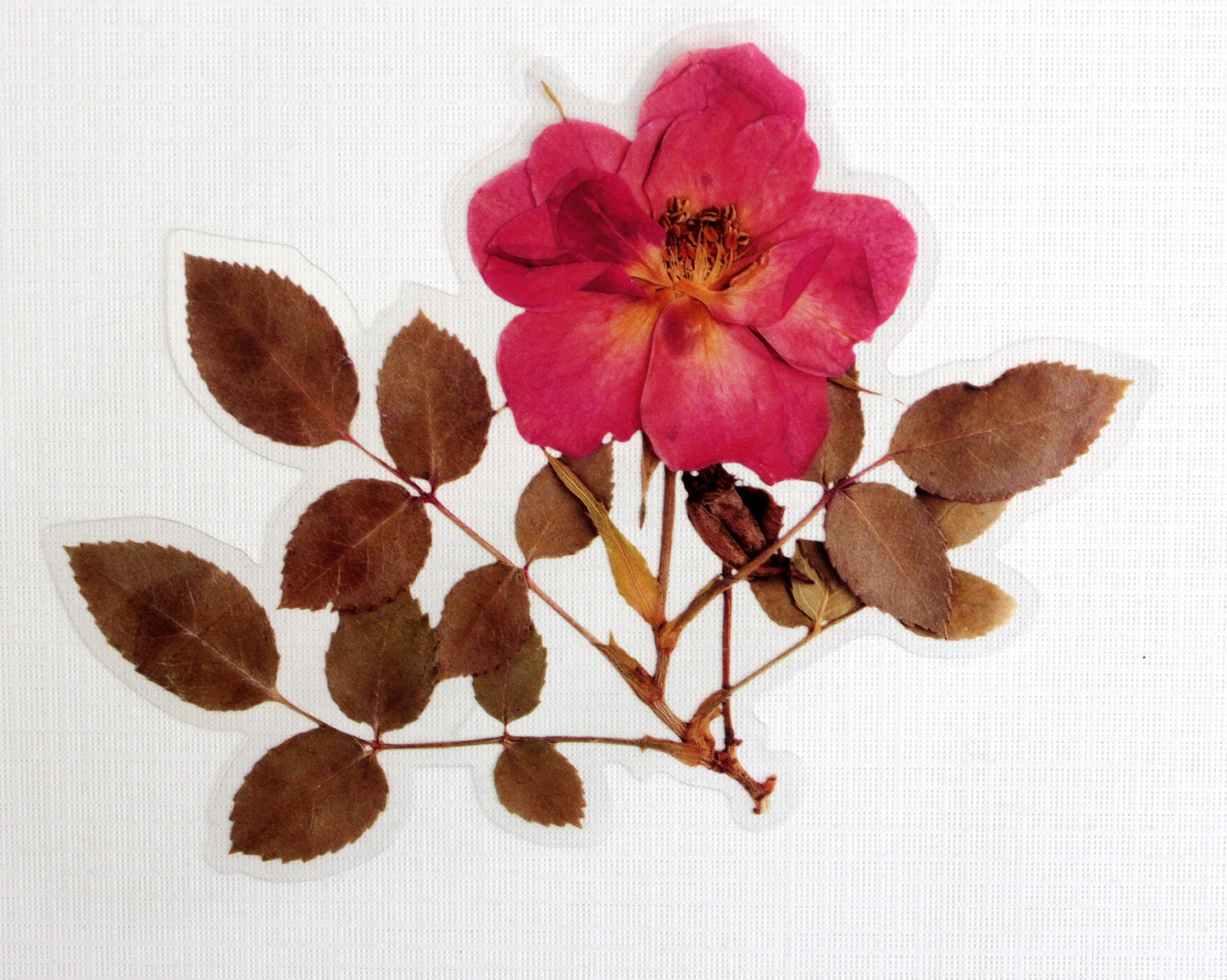 Oversized Dried Flower StickersWashi Floral Stickers6 Dried Etsy