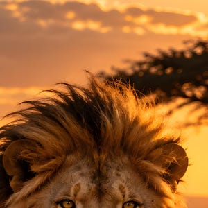 Puede incluir: Un primer plano de la cabeza de un le&oacute;n con una melena espesa de color marr&oacute;n dorado, iluminada por la c&aacute;lida luz naranja de una puesta de sol. Los ojos &aacute;mbar del le&oacute;n miran hacia adelante, con la silueta de un &aacute;rbol en el fondo.