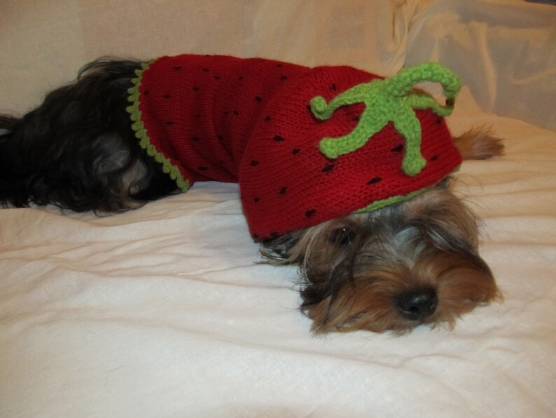 May include: A small brown and black dog wearing a red and green knitted strawberry costume.
