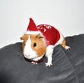 Christmas Guinea Pig Sweater and Hat "Little Santa" Guinea Pig Clothes Christmas Guinea Pig Costume Small Pet Chinchilla Ferret Outfits Gift product logo