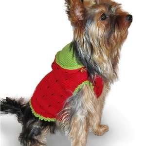 May include: A small dog wearing a red and green watermelon-themed knitted jumper. The jumper has a hood and a green trim.