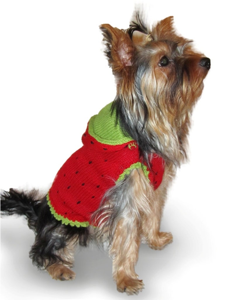May include: A small dog wearing a red and green watermelon-themed knitted jumper. The jumper has a hood and a green trim.