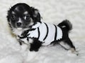 Chihuahua clothig chihuahua clothes sweater dog sweater jumper, puppy clothes sweater, knitted dog clothes, dog clothing small dog costume product logo