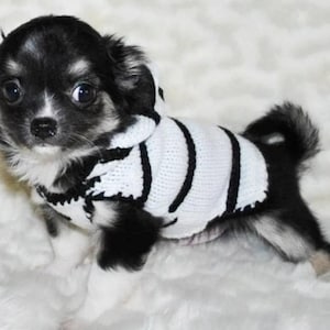 Peut inclure: Un petit chiot chihuahua noir et blanc portant un pull ray&eacute; blanc et noir avec une capuche.
