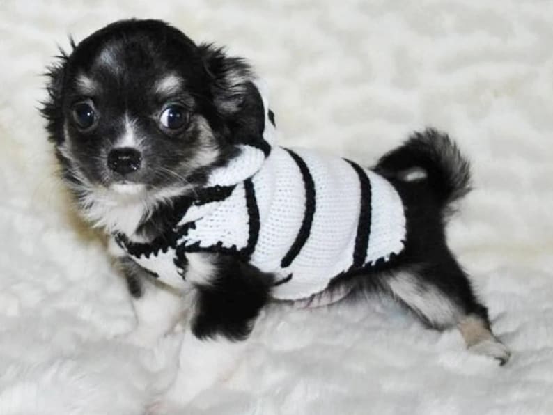 Peut inclure: Un petit chiot chihuahua noir et blanc portant un pull ray&eacute; blanc et noir avec une capuche.