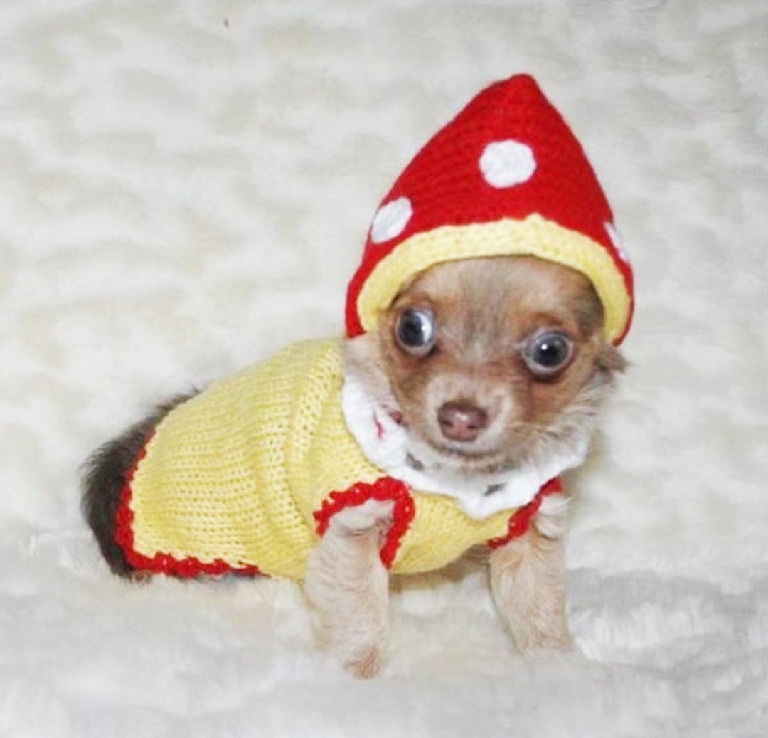 outfits for chihuahuas