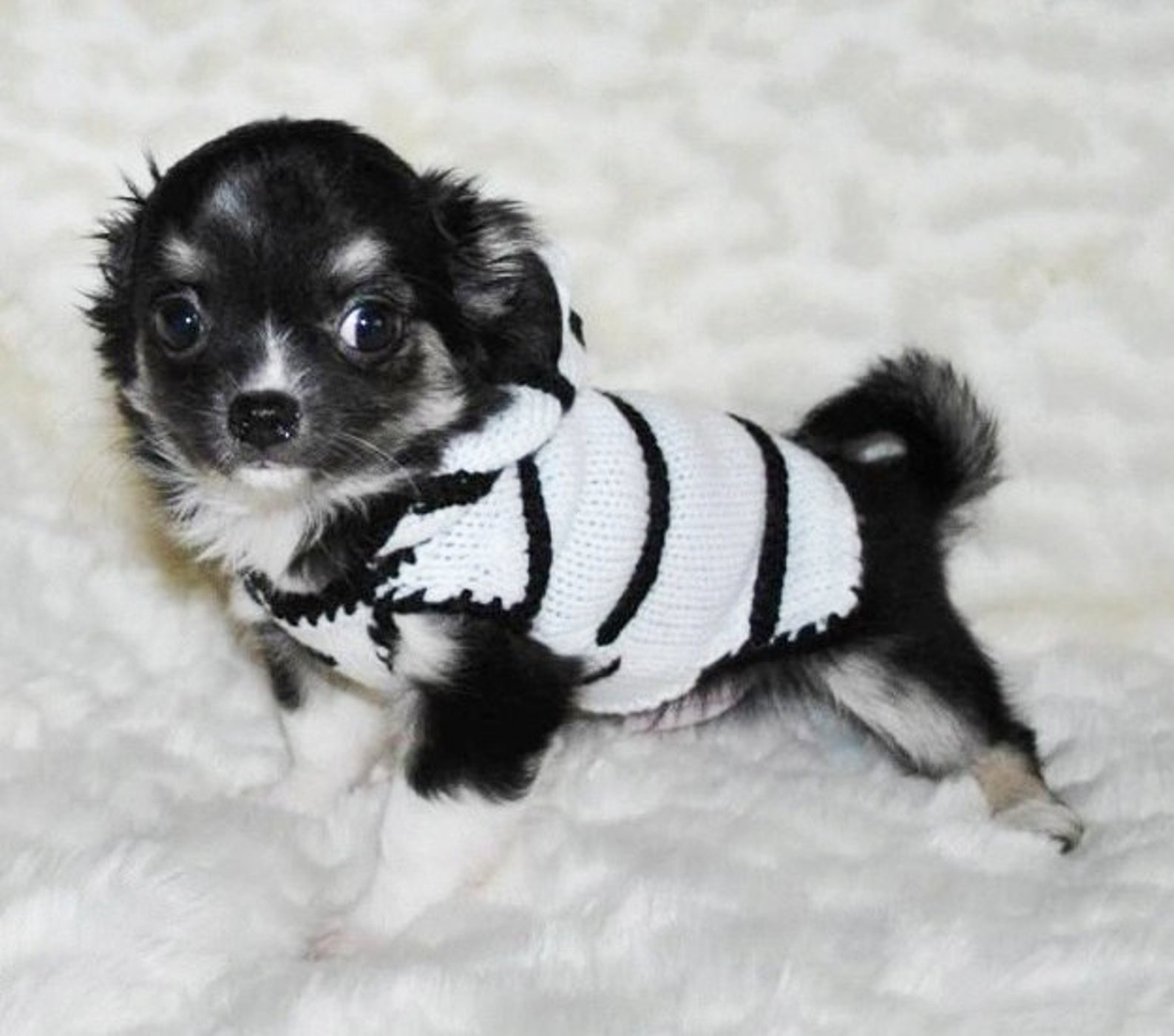 Chihuahua Clothig Chihuahua Clothes Sweater Dog Sweater Etsy