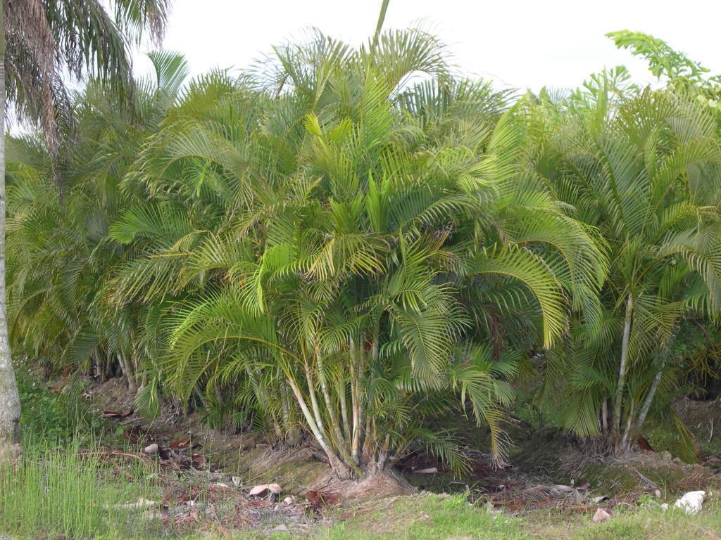Areca Palm Tree LIVE TREES Fast Grow Indoor Outdoor Plants Air Etsy