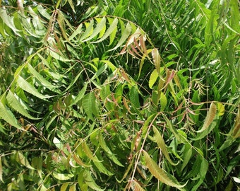 Fresh Neem Leaves Leaf U.S.A. All Natural Hand Picked,Azadirachta Indica Nimtree