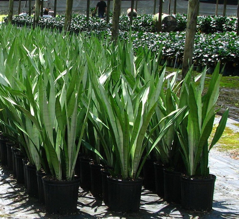 Purifies the Air Easy Care Snake Plant Sansevieria Air Purifying Mother in Law/'s Tongue Indoor Outdoor Increases Oxygen in your home