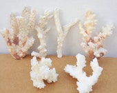 Natural Coral Seashells, Beach Decor Seashells, Natural Sea Shells, Supplies, Seashell Crafts, Nautical
