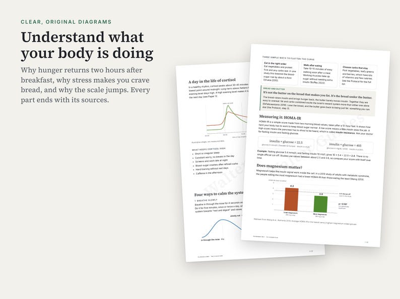 Puede incluir: Dos p&aacute;ginas informativas blancas con texto negro y diagramas coloridos. El encabezado dice: Understand what your body is doing. El contenido incluye secciones sobre cortisol, mediciones HOMA-IR y magnesio, con gr&aacute;ficos de l&iacute;neas y barras.