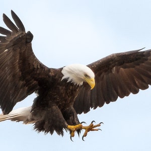 Aquila Calva, Fotografia Animale, Fotografia Natura, Stampe d&#39;Arte Di Grandi, Decorazione muro Rosso, Stampe Natura, &quot;Bald Eagle Landing&quot;