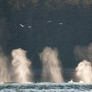 Whale Spout, Whale Blow, Whale Photography, Humback Whale Photography, Fine Art Print, Nature Wall Decor, Nature Prints, &quot;Spouting Light&quot;&quot;