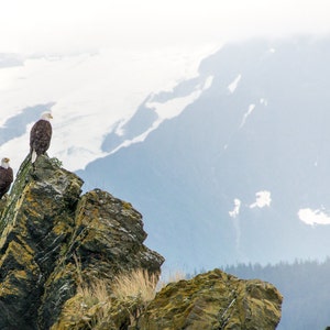 Aquila calva, fotografia animale, fotografia naturalistica, stampe d&#39;arte di grandi dimensioni, rosso parete Decor, Stampe natura, &quot;Eagle Rock&quot;