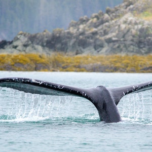Whale Art, Tail, Whales,  Humpback whale, Whale Decor, Large Art Prints, Blue Wall Decor, Nature Prints, &quot;Whale Tail&quot;