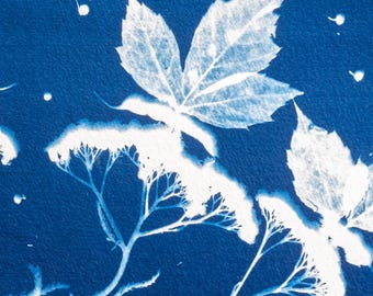 Konstnärlig växtkomposition – Blomsterkonst – Original cyanotypi – Handgjort tryck