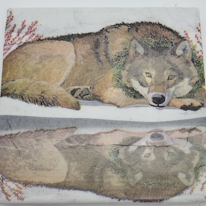 May include: A brown and gray wolf with a white background. The wolf is lying down with its head resting on its paws. The wolf is surrounded by green foliage.