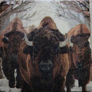Buffalo Coasters Stone Coasters Wildlife Coasters Christmas Gift  Travertine Stone Coasters