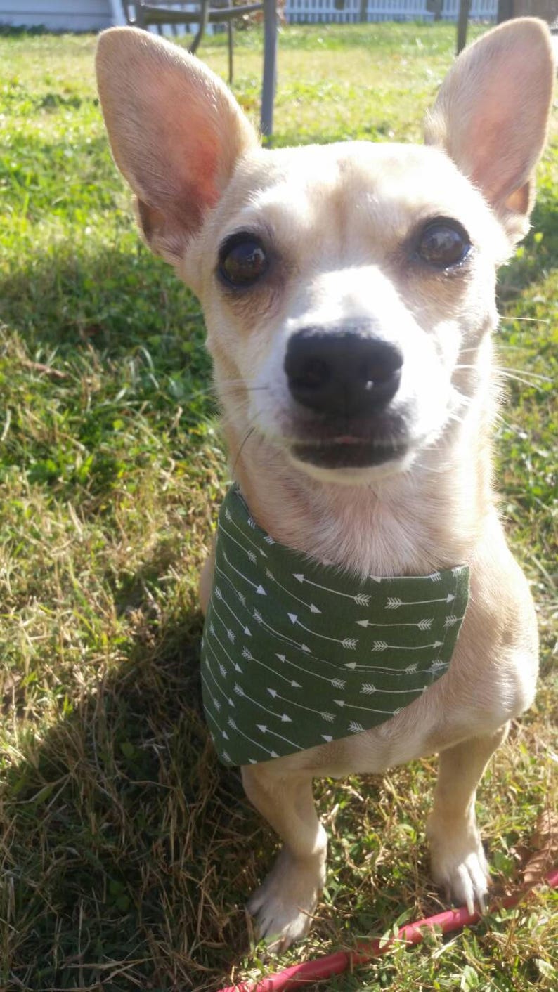 dog bandanas for sale