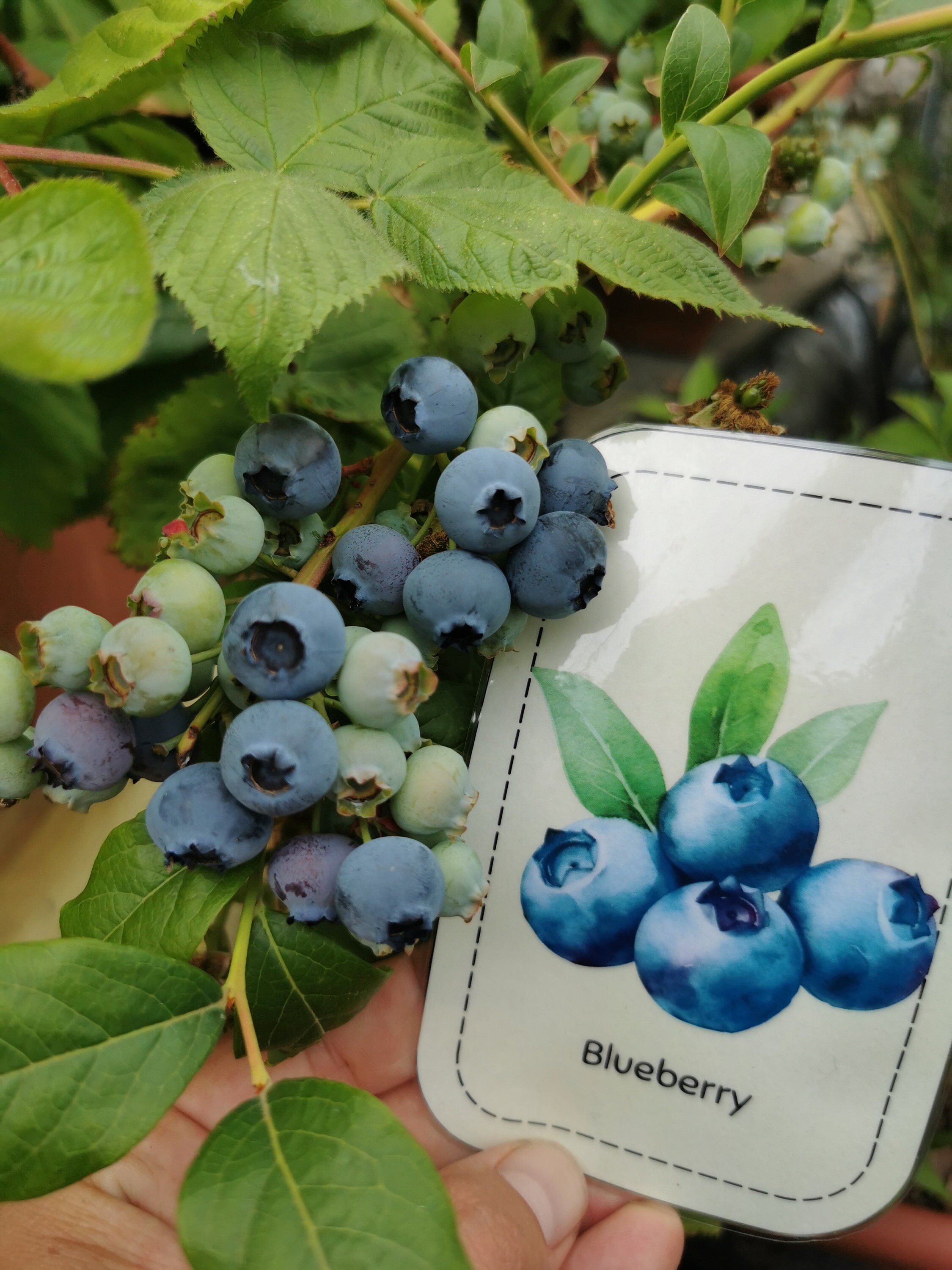 Printable Berry Flash Cards for Kids - Educational PDF With 12 ...