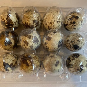 Quail Egg Shells (Cut Top) for Crafts