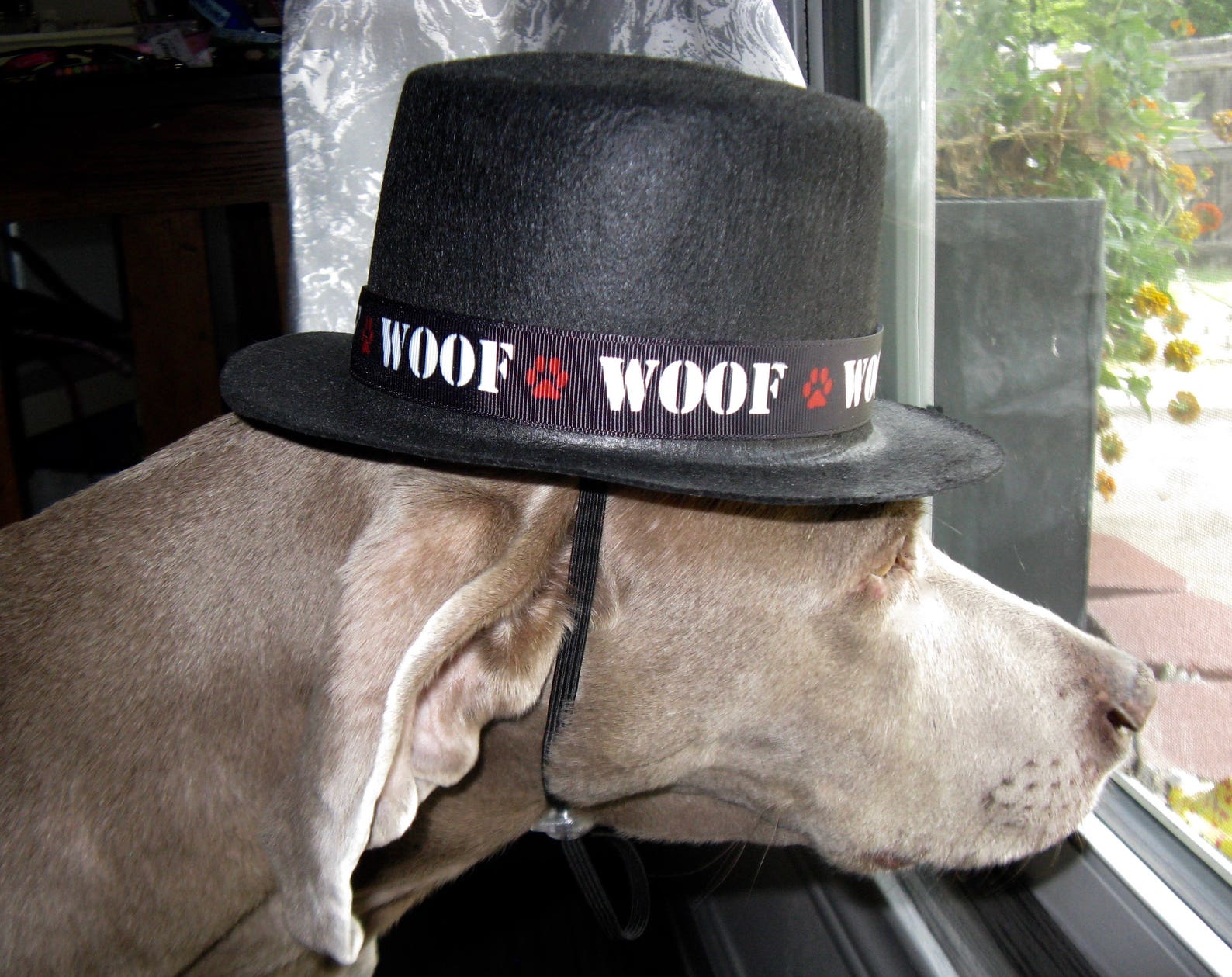 Gentlepaw Top Hat for Dogs Etsy