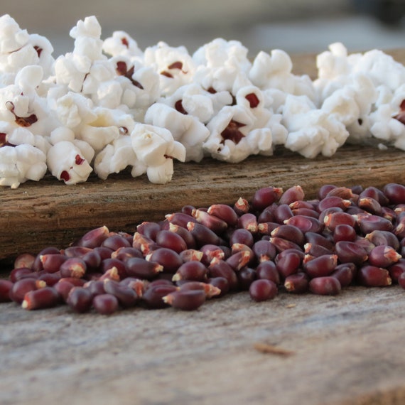 Ruby Red Gourmet Popcorn Kernels Southern Living Kansas Grown Etsy