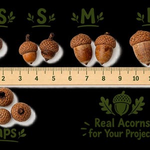 May include: A collection of brown acorns categorized by size as XS, S, M, and L, displayed above a wooden ruler measuring from 0 to 13 inches. Below, four detached acorn caps are shown, with text reading Caps and Real Acorns for Your Projects.