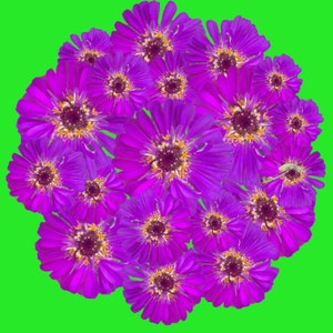 Purple Zinnia PopnGroovy Collection knowitsurphone image 2