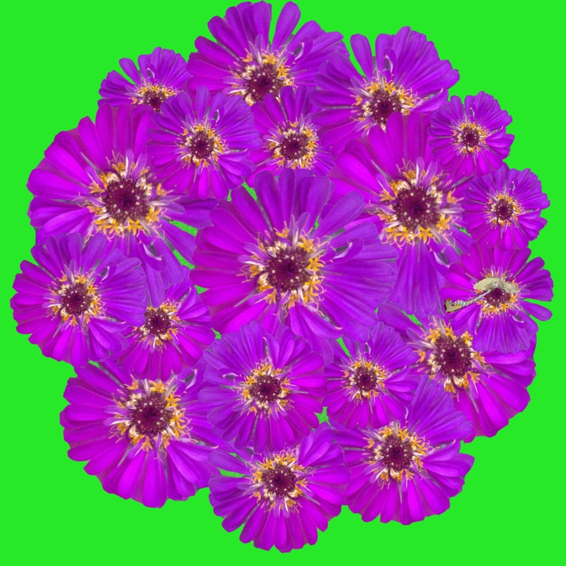 Purple Zinnia PopnGroovy Collection knowitsurphone image 2