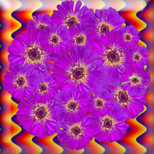 Purple Zinnia PopnGroovy Collection knowitsurphone image 5