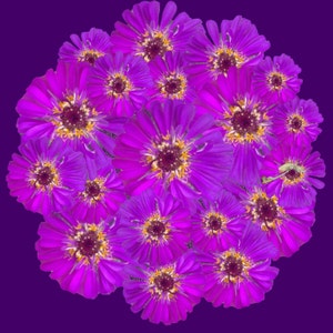 Purple Zinnia PopnGroovy Collection knowitsurphone image 1