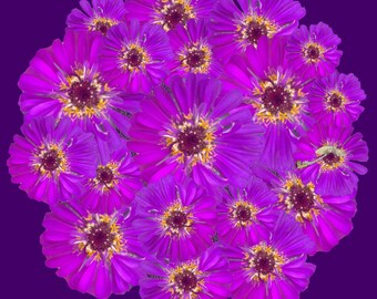 Purple Zinnia PopnGroovy Collection #knowitsurphone