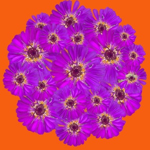 Purple Zinnia PopnGroovy Collection knowitsurphone image 3