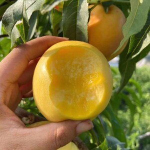 May include: A round, yellow peach with a large bite taken out of the side, revealing the juicy, pale yellow flesh inside. The fruit is held against a backdrop of green leaves, with another whole yellow peach visible on the branch above.