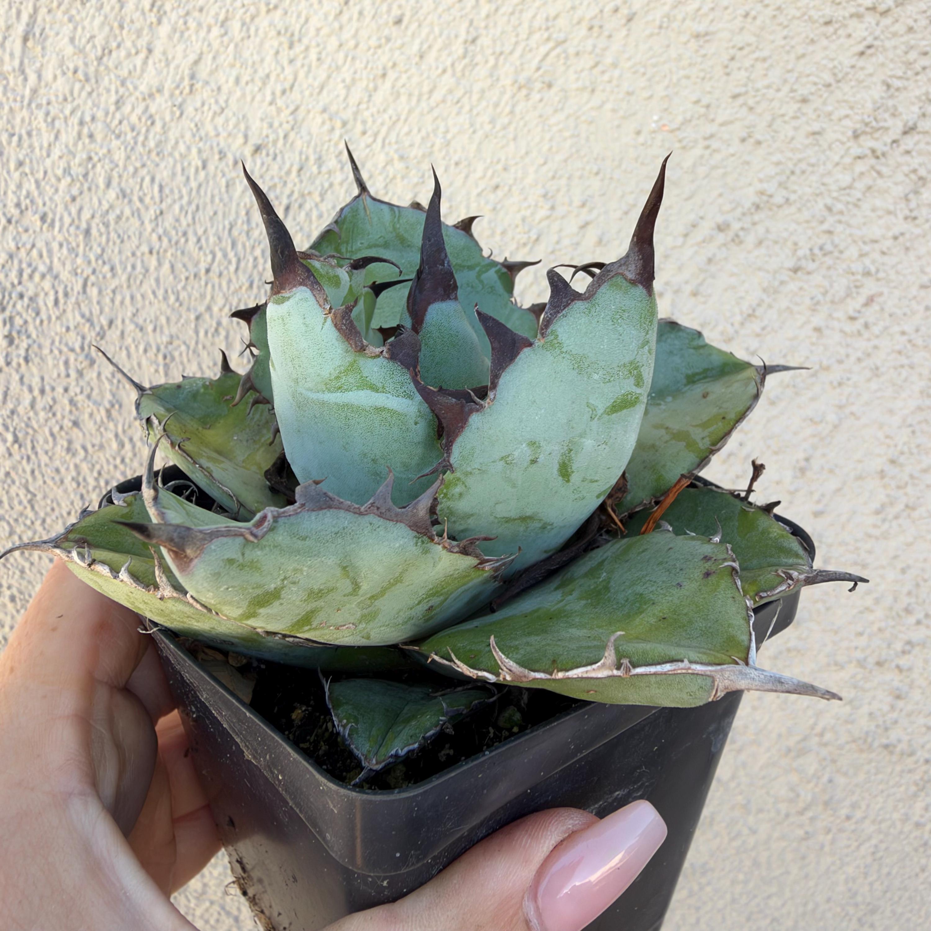 Agave Oteroi - Etsy