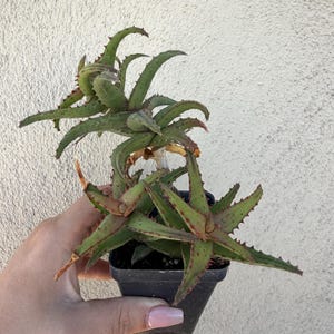 May include: A succulent plant with long, pointed green leaves featuring reddish-brown spots and small, sharp teeth along the edges. The plant grows in a spiraling, upward pattern and is contained within a small, square black plastic pot.