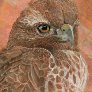 Red-Tailed Hawk Painting Hawk Wall Art Raptor Painting Wildlife Mixed Media Animal Art Print Bird illustration Tea Bag Décor image 5