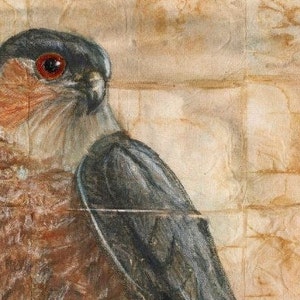 May include: A close-up of a brown and gray hawk with a red eye. The hawk is perched on a textured, light brown surface.