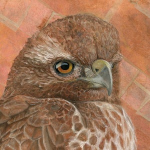 Red-Tailed Hawk Painting Hawk Wall Art Raptor Painting Wildlife Mixed Media Animal Art Print Bird illustration Tea Bag Décor image 4