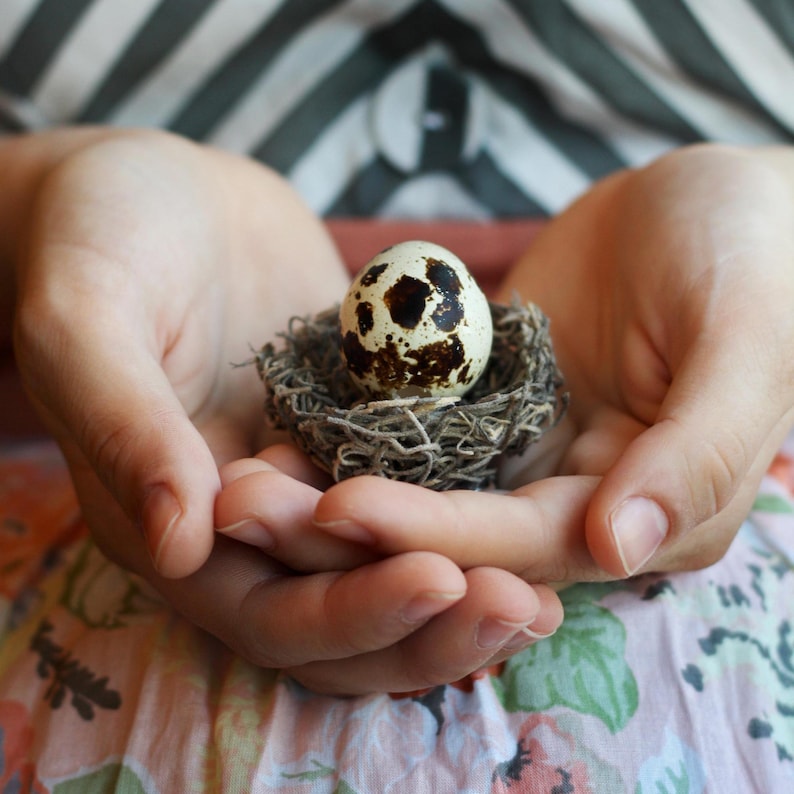 May include: A speckled quail egg rests in a small, woven nest. The egg is off-white with brown spots. The nest is made of thin, dried twigs. The egg and nest are held gently in cupped hands.
