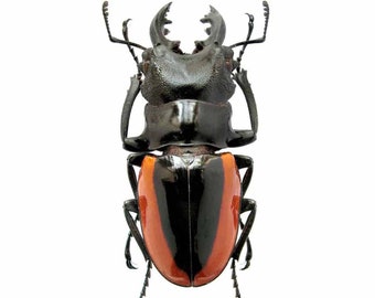 ONE REAL STAG BEETLE ODONTOLABIS DALMANNI CELEBENSIS INDONESIA