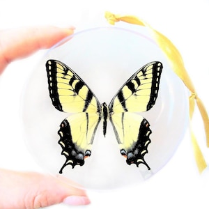 Papilio glaucus male Real yellow striped swallowtail butterfly Christmas ornament USA