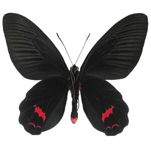 May include: A black butterfly with intricate wing patterns and red markings. The butterfly's wings are spread, showcasing the detailed texture and design. The body is black with a red tip.